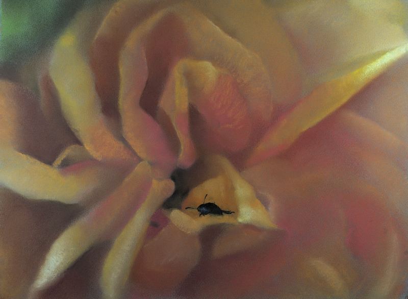 Birthday Rose — 12" x 16" · pastel