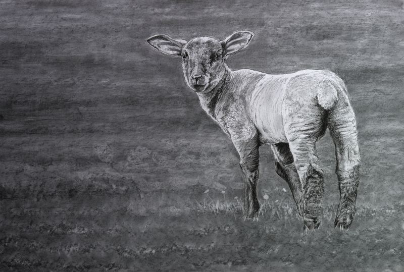 Everylamb — 23" x 33" · charcoal